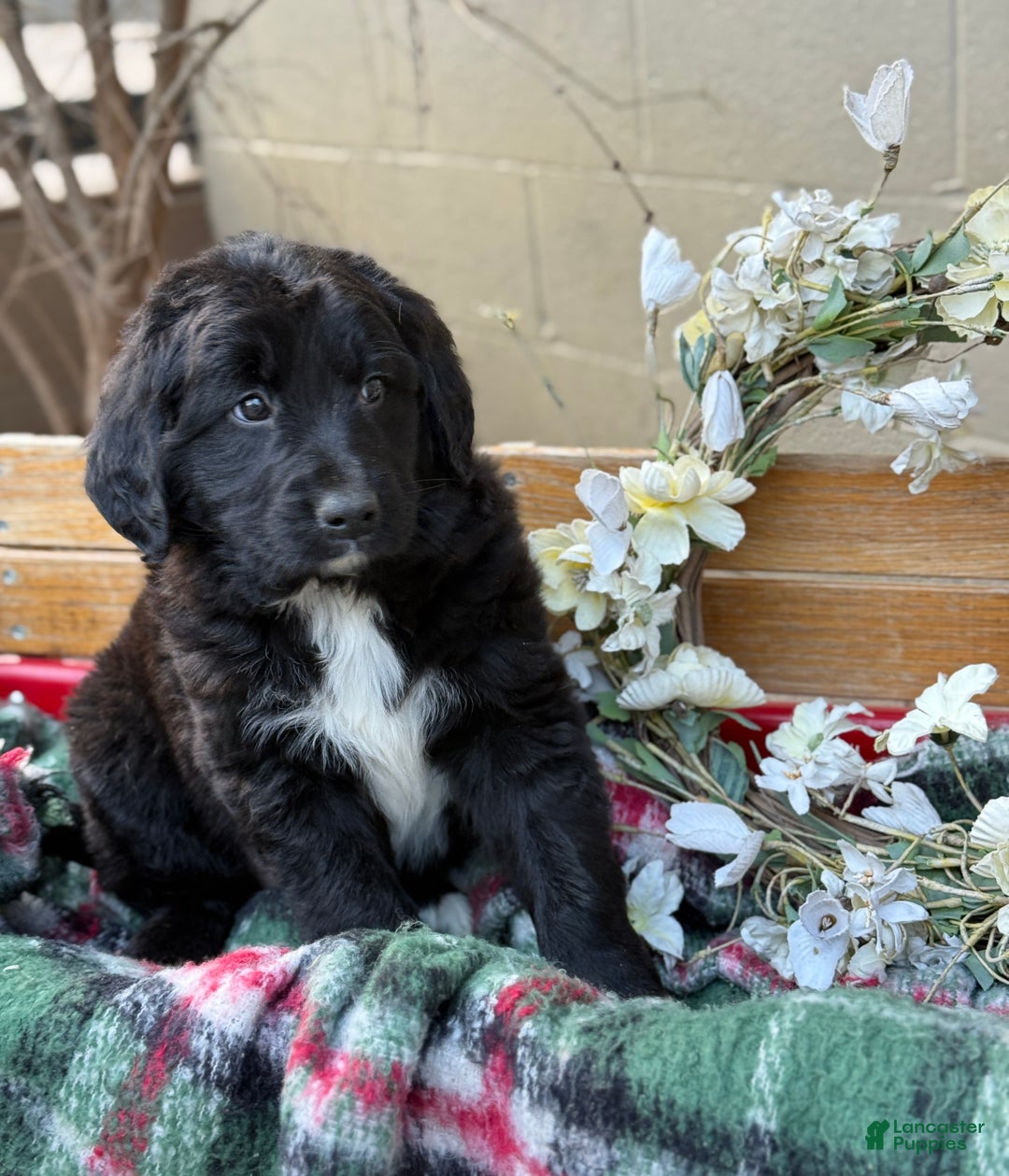 Mixed Breed dogs for sale: Ranger - Ad 3