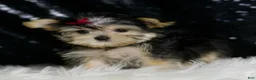 Morkie dogs for sale: Lucy - Ad 4