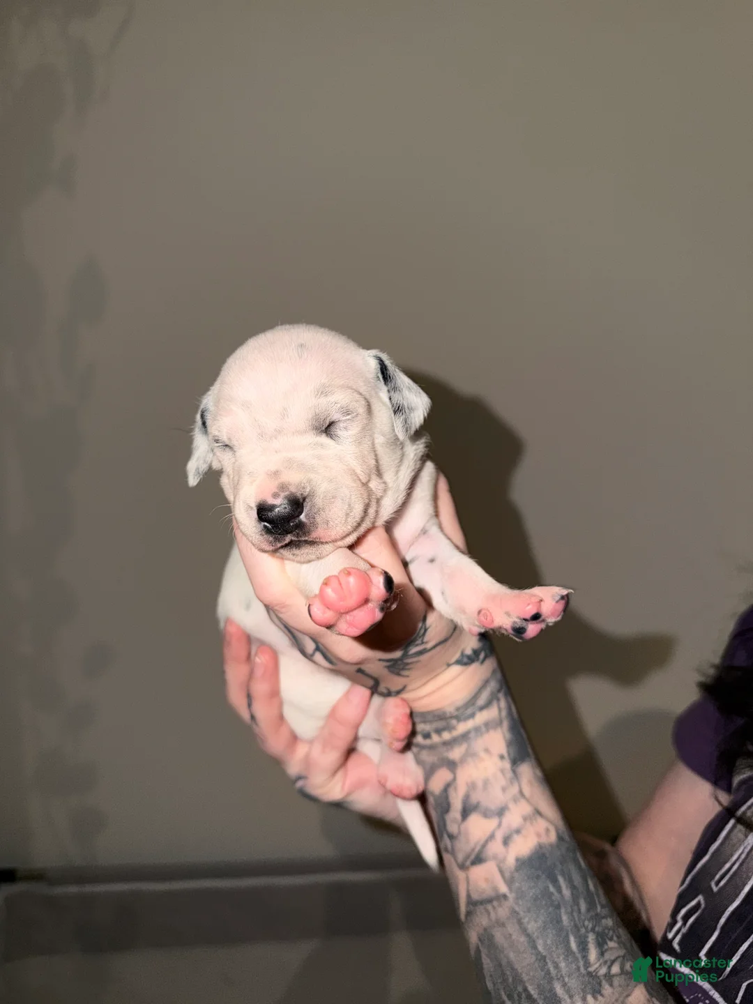 Dalmatian dogs for sale: Dalmatian Puppy 5 - Ad 1