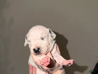 Dalmatian dogs Dalmatian Puppy 5 - Ad 9