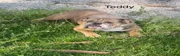 English Bulldog dogs for sale: Teresa - Ad 13