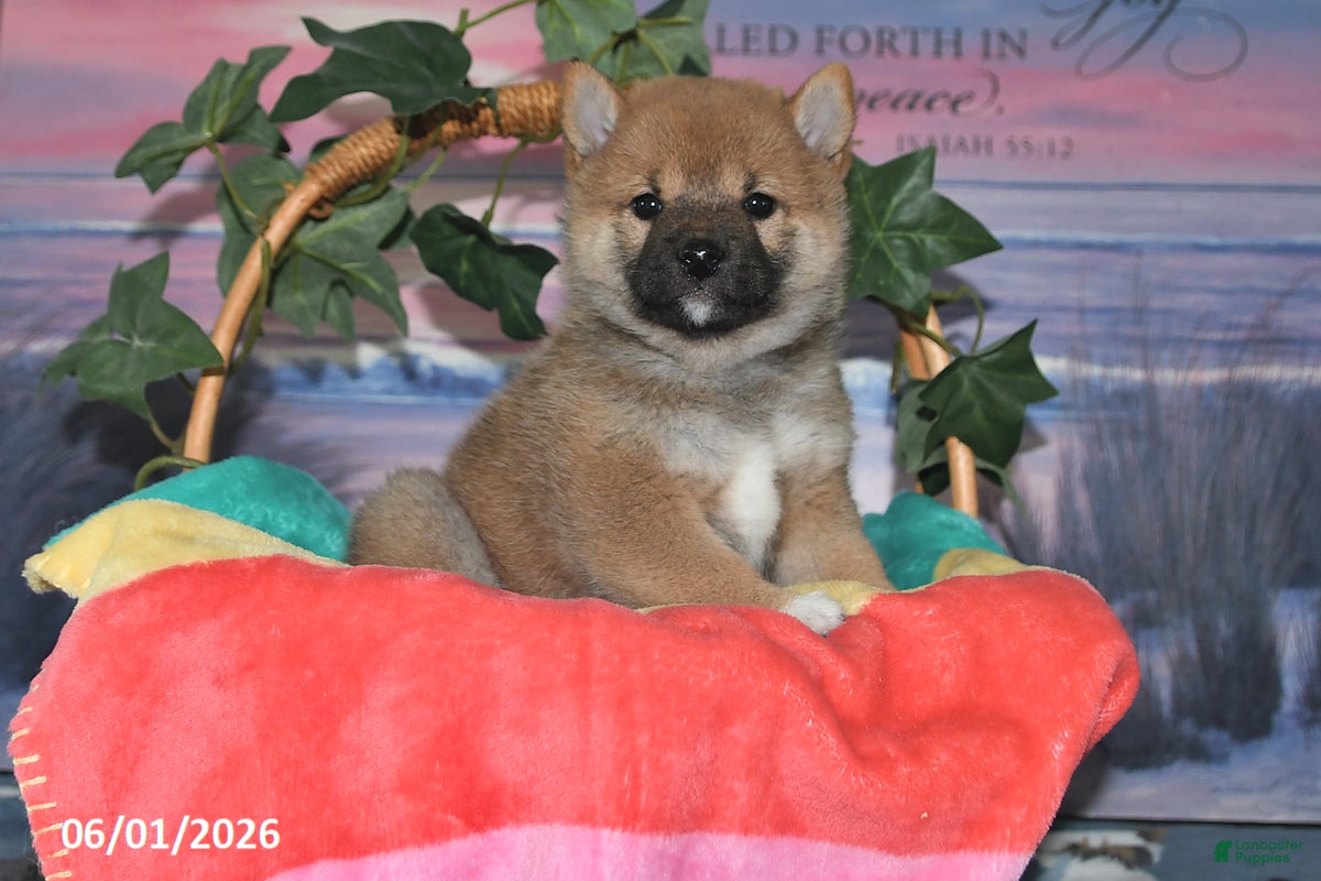 Shiba Inu dogs Dahlia - Ad 2