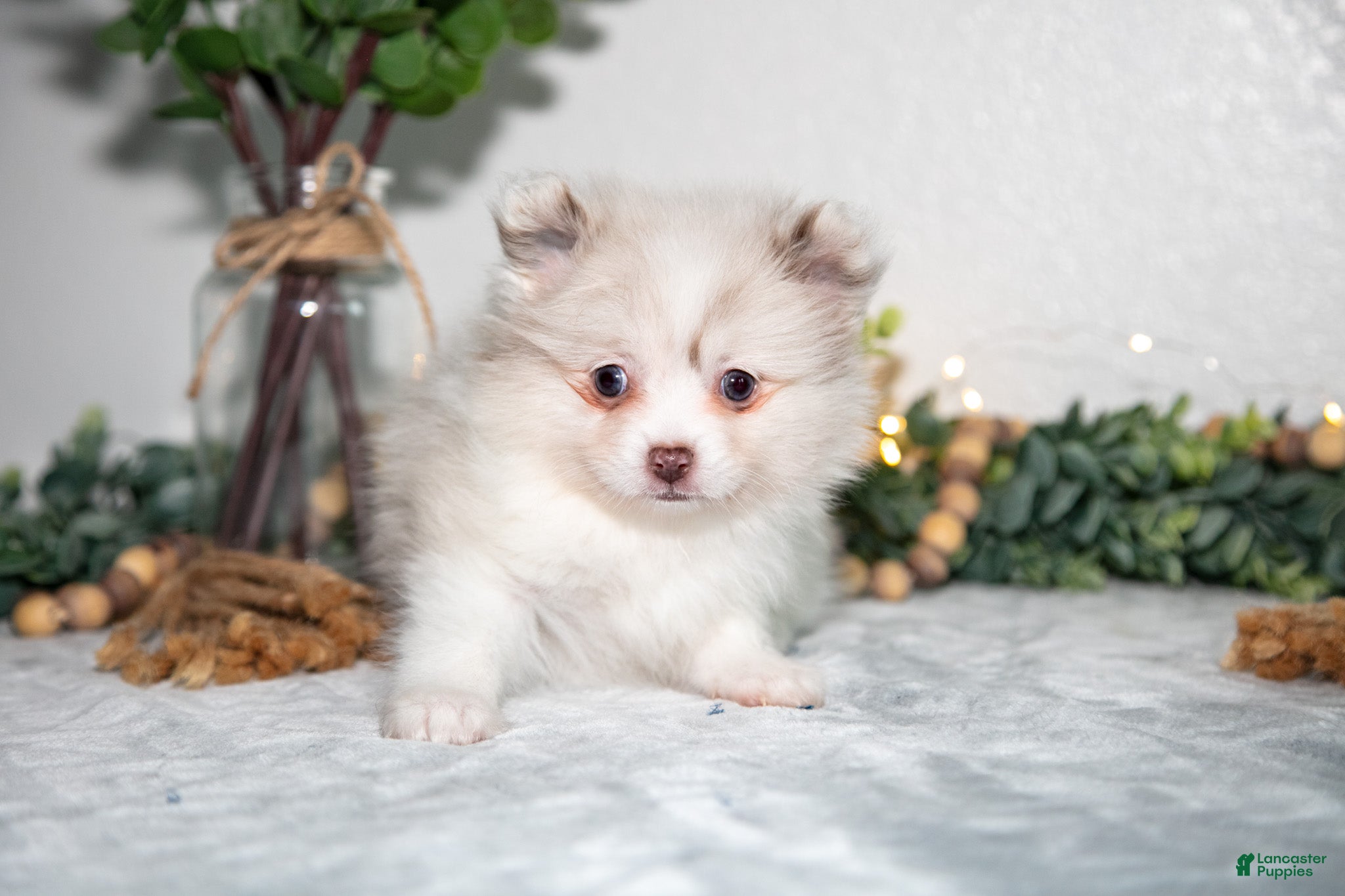 Pomeranian dogs Isabella - Ad 1