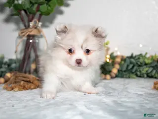 Pomeranian dogs for sale: Isabella - Ad 1