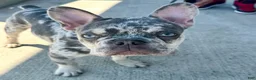 French Bulldog dogs for sale: French Bulldog 1 - Ad 3