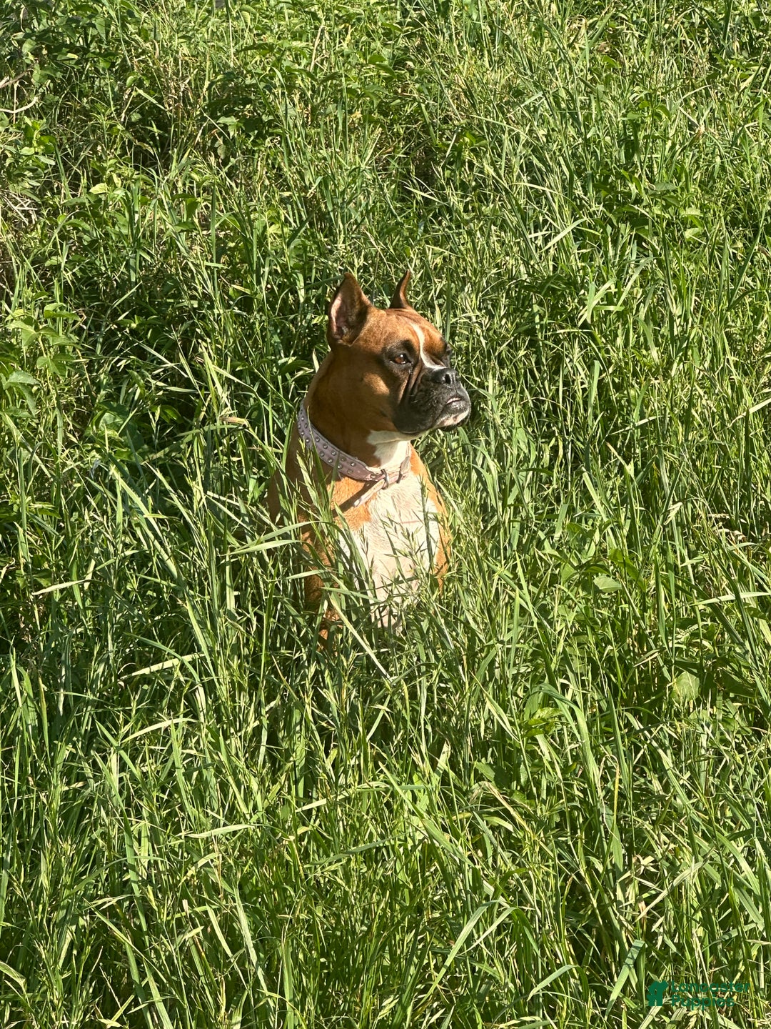 Mixed Breed dogs for sale: Gigi - Ad 4