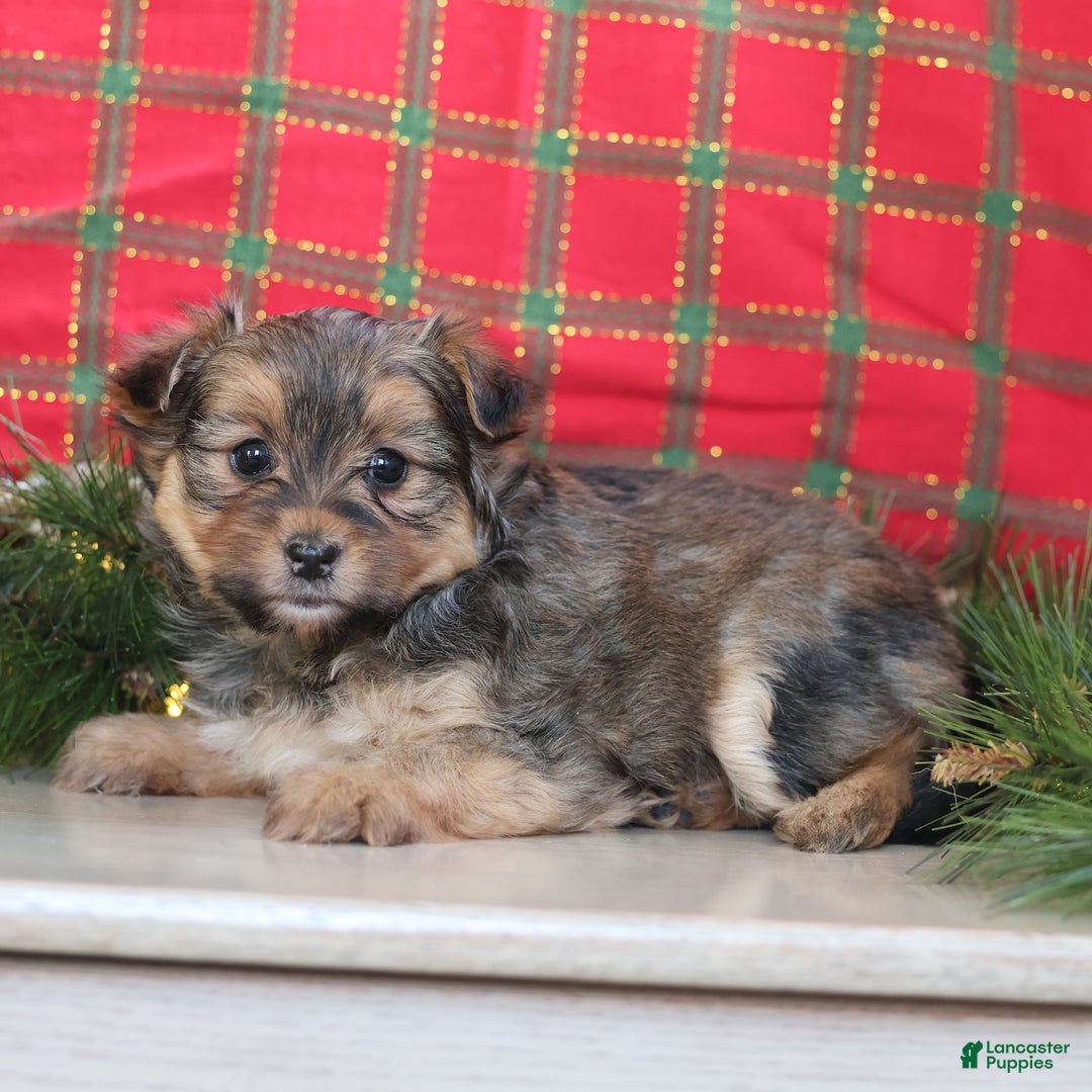 Mixed Breed dogs for sale: Pretzel  - Ad 5