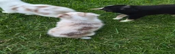 Miniature Australian Shepherd dogs for sale: Miniature Australian Shepherd 5 - Ad 2