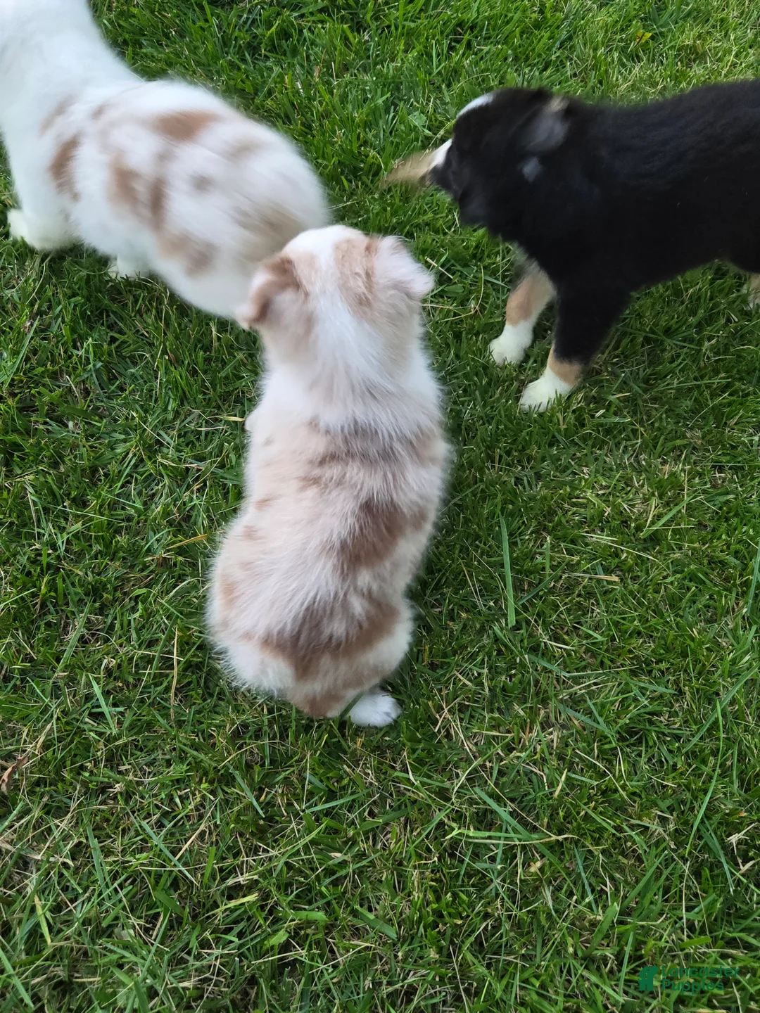 Miniature Australian Shepherd dogs for sale: Miniature Australian Shepherd 5 - Ad 2