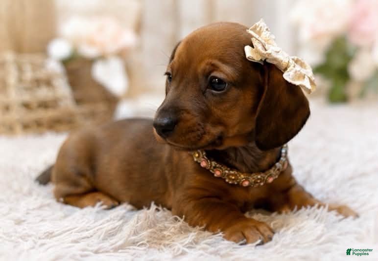 Miniature Dachshund dogs Rubarb - Ad 2