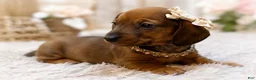 Miniature Dachshund dogs for sale: Rubarb - Ad 2