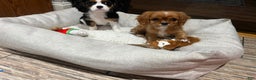Cavalier King Charles Spaniel dogs for sale: Cavalier King Charles Spaniel Puppy 2 - Ad 3