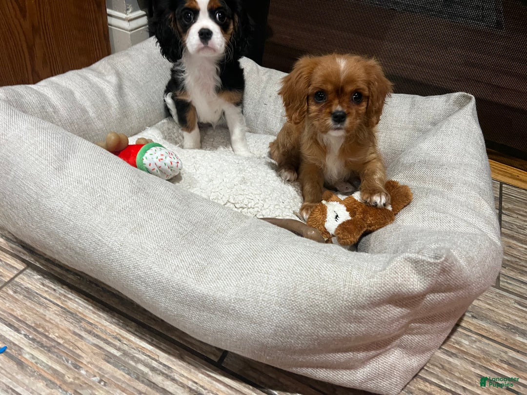 Cavalier King Charles Spaniel dogs for sale: Cavalier King Charles Spaniel Puppy 2 - Ad 3