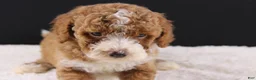 Mini Goldendoodle dogs for sale: Teddy - Ad 3