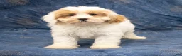 Havapoo dogs for sale: Duke - Ad 3