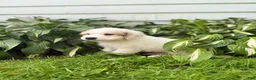 Great Pyrenees dogs for sale: Clark - Ad 9