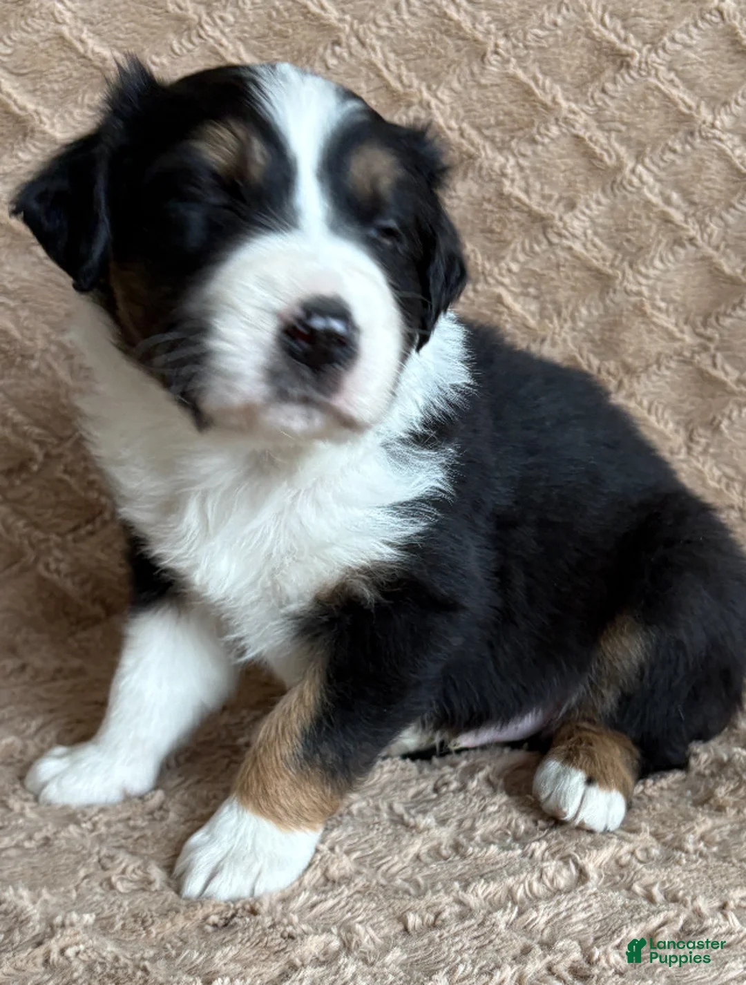 Australian Shepherd dogs for sale: Black Tri Male 3 - Ad 2