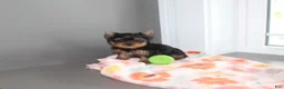 Yorkshire Terrier dogs for sale: Pansy - Ad 5