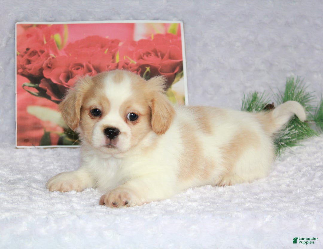 Shih Tzu dogs for sale: Kip - Ad 3