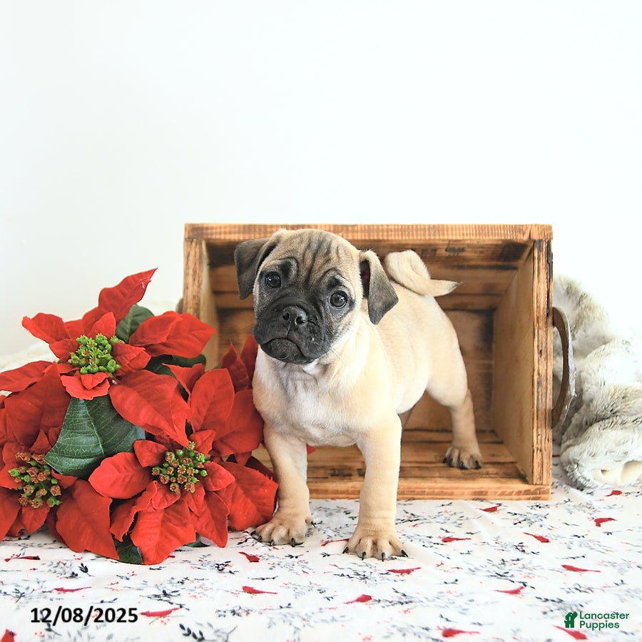 Jug dogs Marco - Ad 4