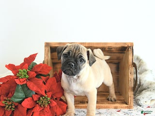 Jug dogs Marco - Ad 12