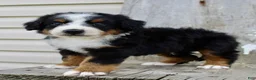Bernedoodle dogs for sale: Rowan - Ad 3