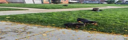 Rottweiler dogs for sale: Rottweiler 4 - Ad 2