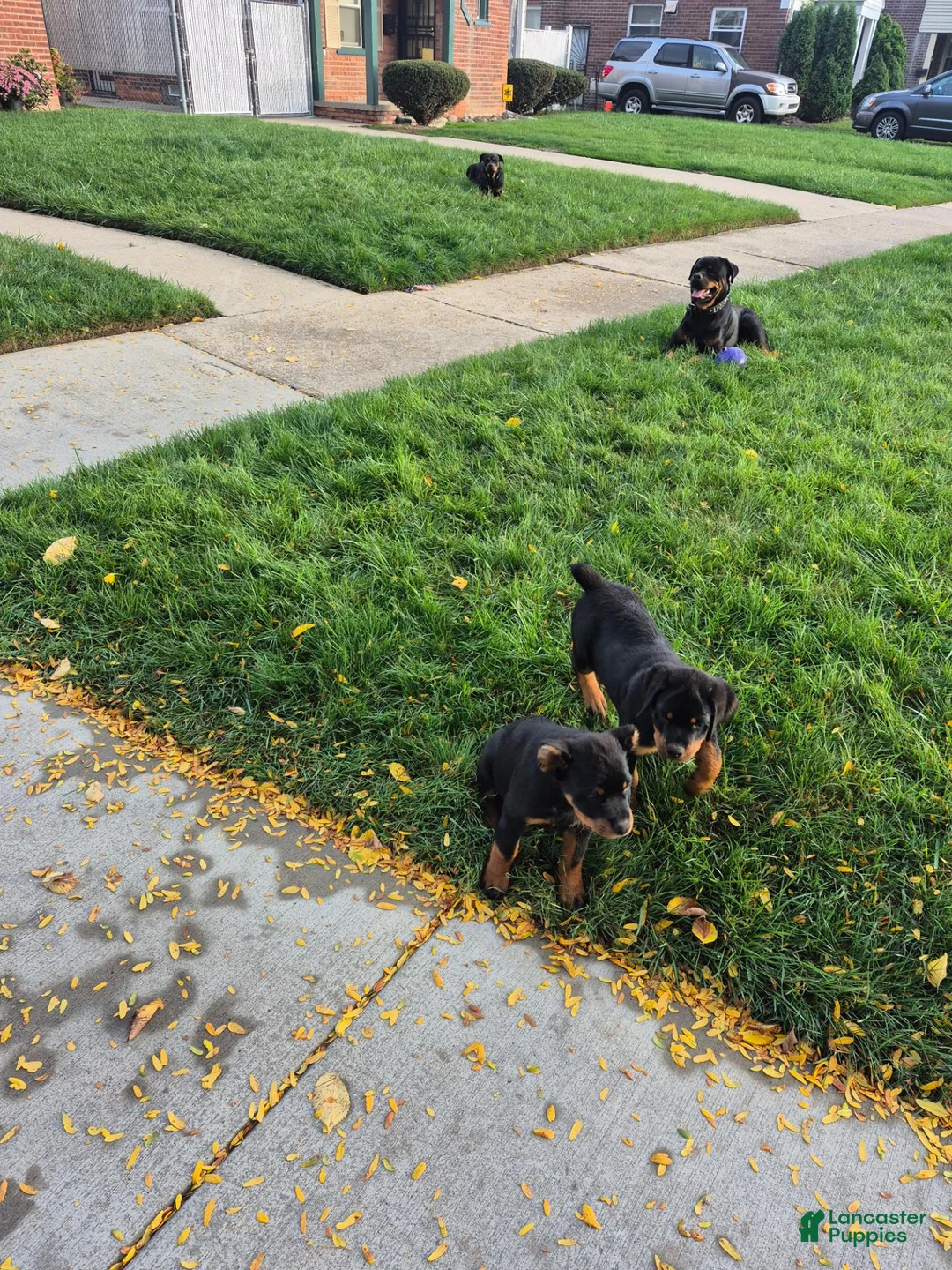 Rottweiler dogs for sale: Rottweiler 4 - Ad 2