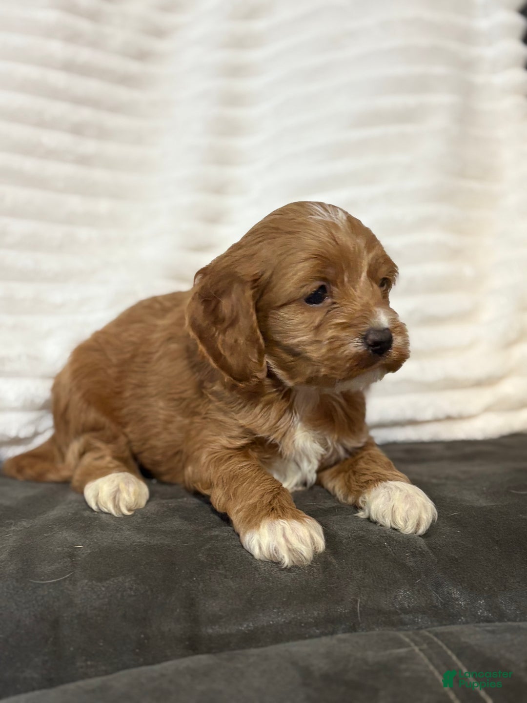 Cockapoo dogs for sale: Barkley - Ad 5