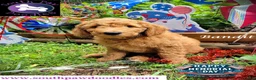 Goldendoodle dogs for sale: Bandit - Ad 5