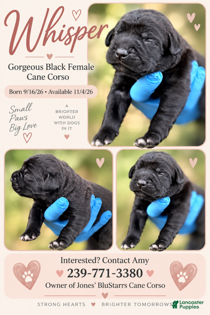 Cane Corso dogs Whisper  - Ad 2