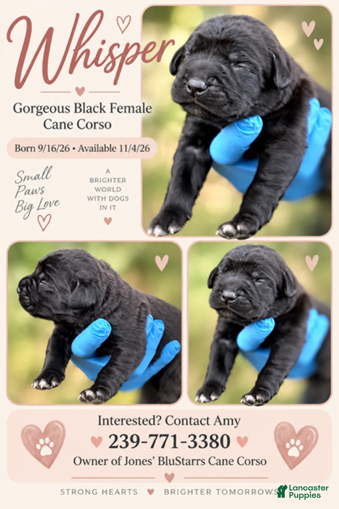 Cane Corso dogs for sale: Whisper  - Ad 2