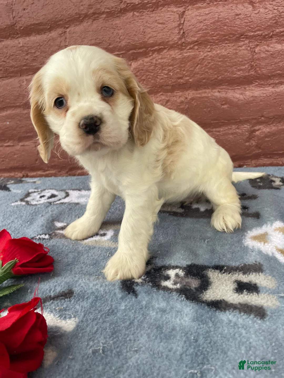 Cocker Spaniel dogs for sale: Lizzie - Ad 2