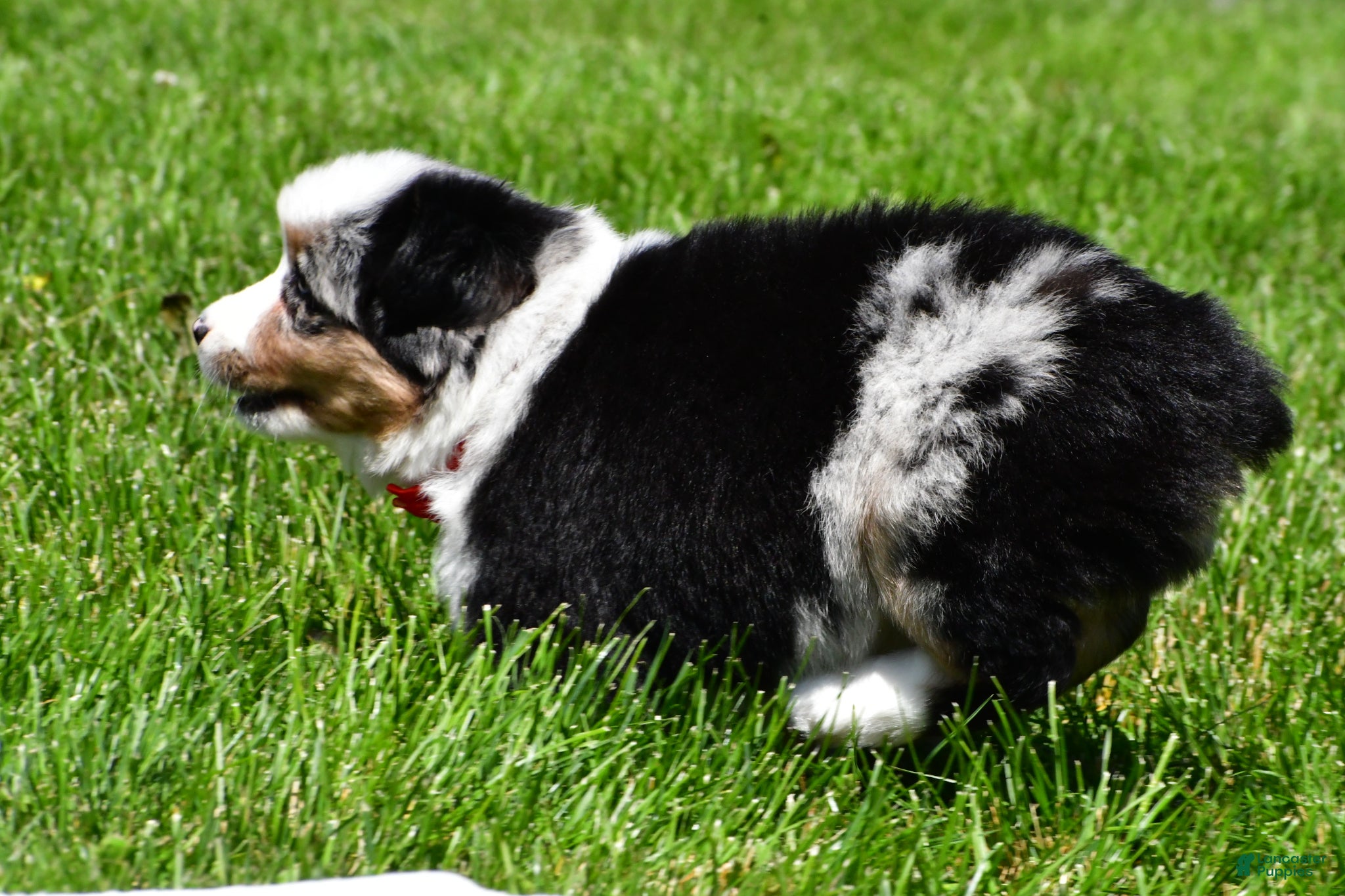 Miniature Australian Shepherd dogs for sale: Curtis - Ad 7