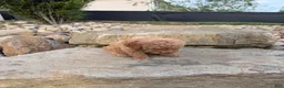 Mini Goldendoodle dogs for sale: Mini Goldendoodle 3 - Ad 4