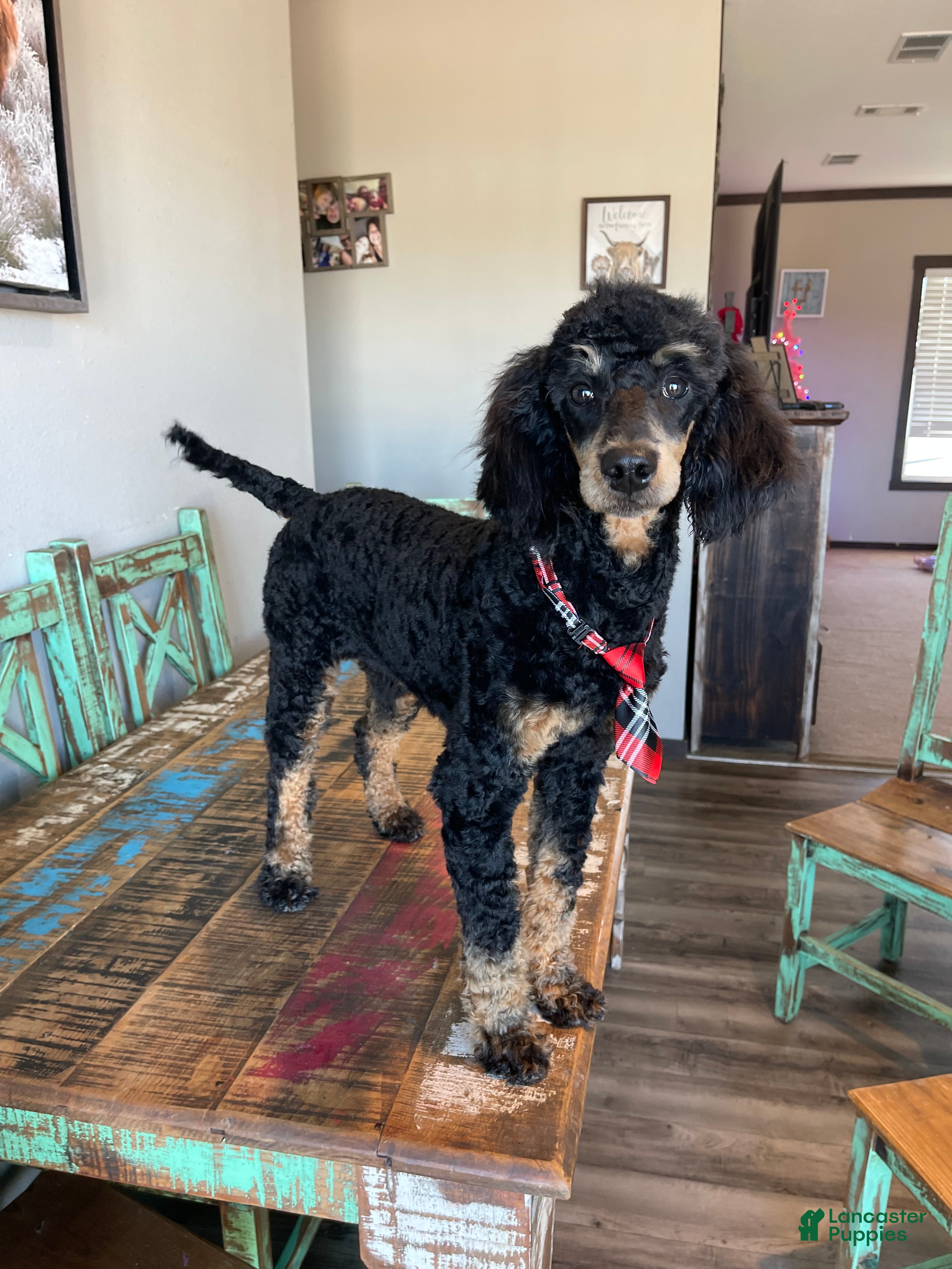 Miniature Poodle dogs Akc Cinch - Ad 4