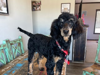 Miniature Poodle dogs Akc Cinch - Ad 4