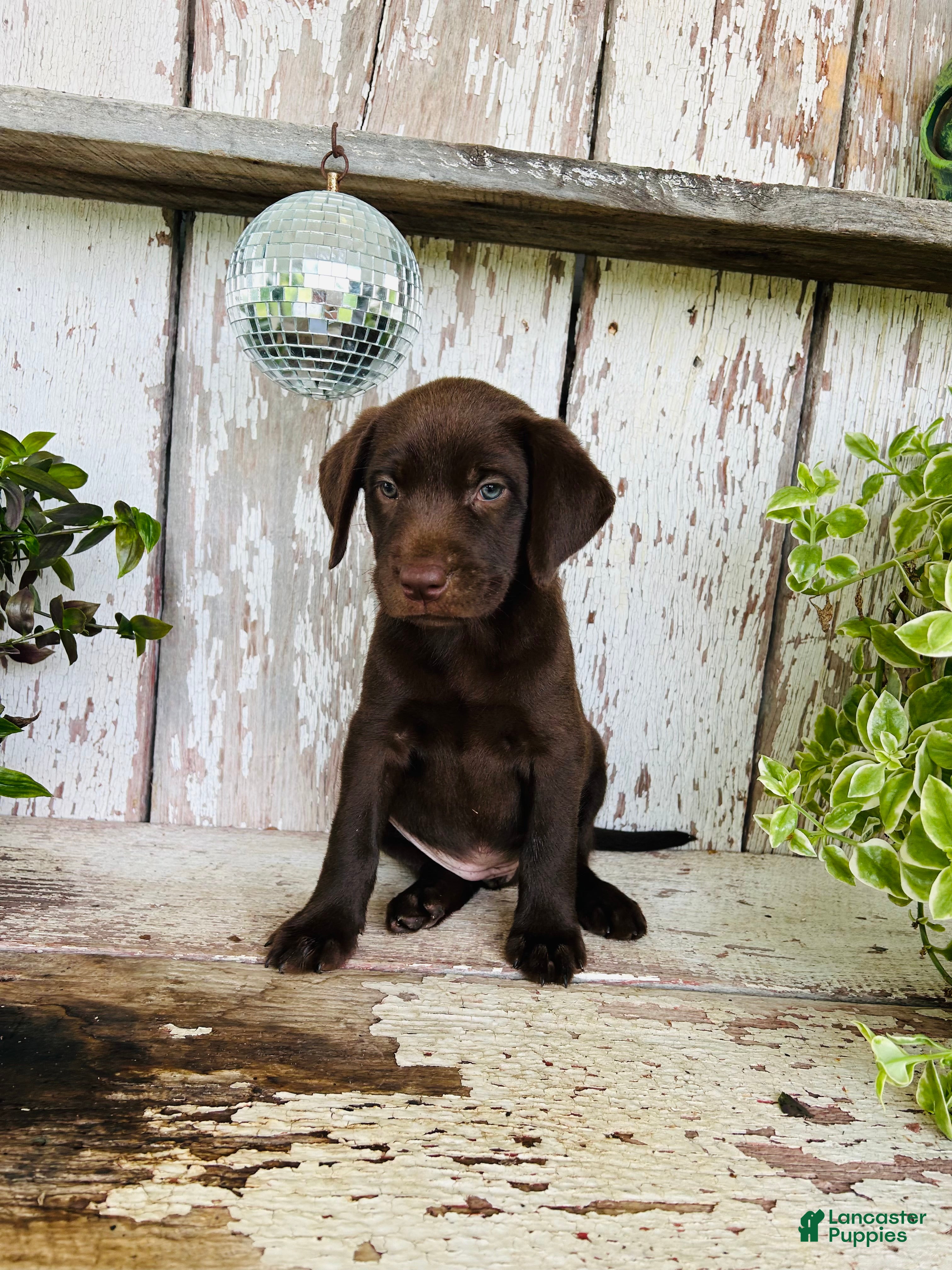 Labrador Retriever dogs Daisy  - Ad 2