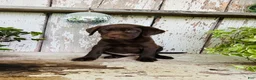 Labrador Retriever dogs for sale: Daisy  - Ad 2
