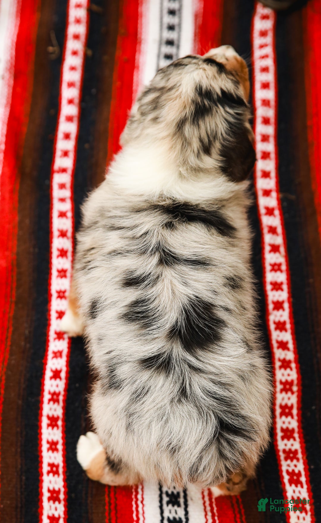 Aussiedoodle dogs for sale: Shadow Standard - Ad 9