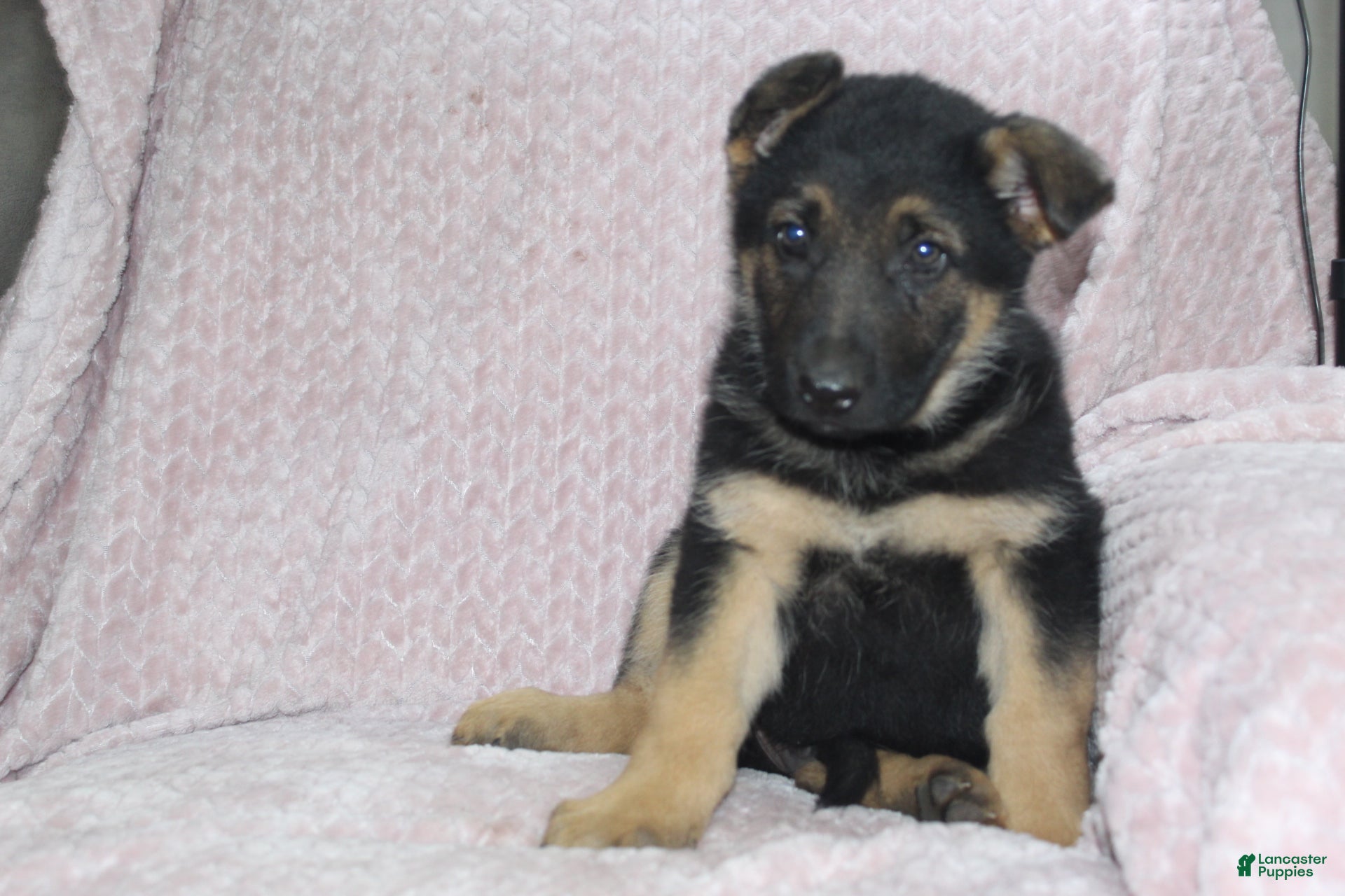 German Shepherd dogs Asher  - Ad 2