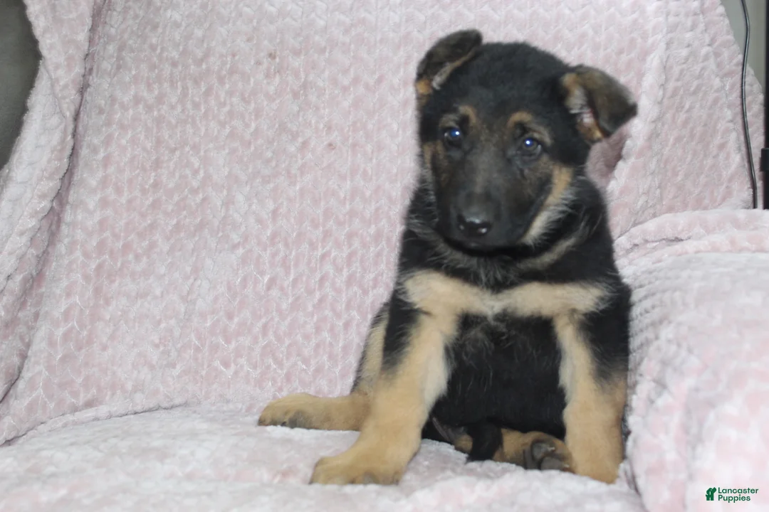 German Shepherd dogs for sale: Asher  - Ad 2