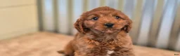 Cavapoo dogs for sale: Allie - Ad 3