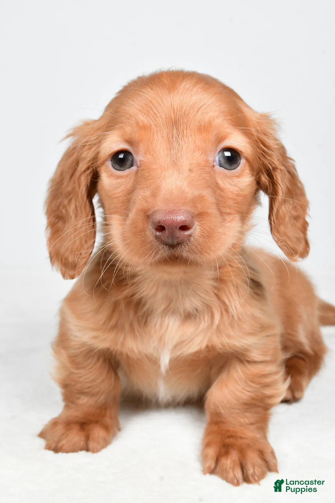 Miniature Dachshund dogs for sale: Nicky - Ad 4