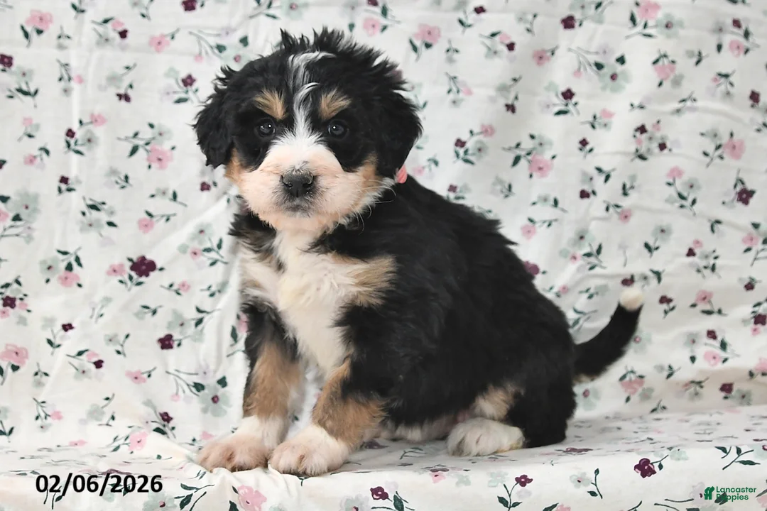 Bernedoodle dogs for sale: Sally - Ad 4