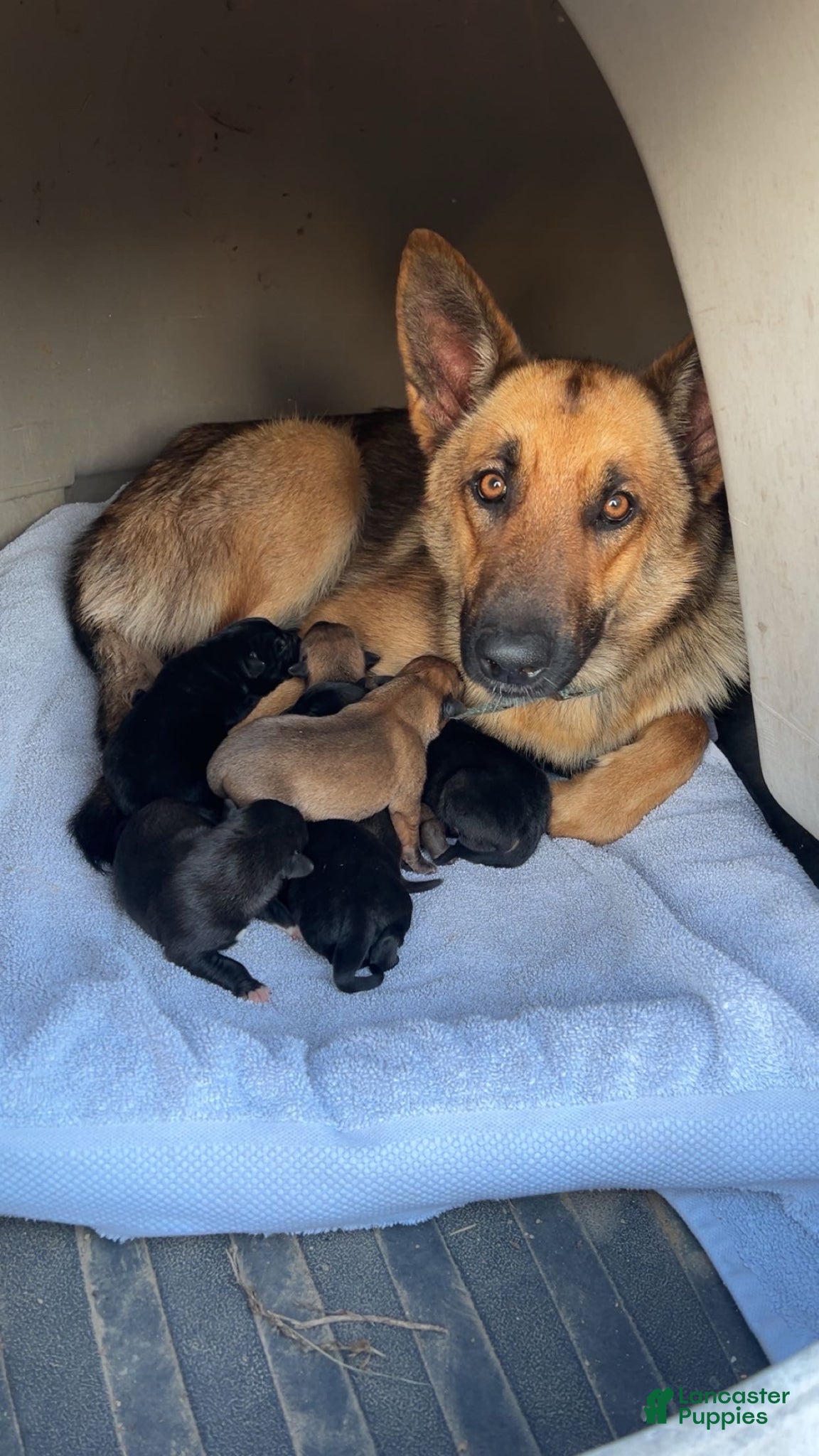 Mixed Breed dogs Mixed Breed Puppy 4 - Ad 2