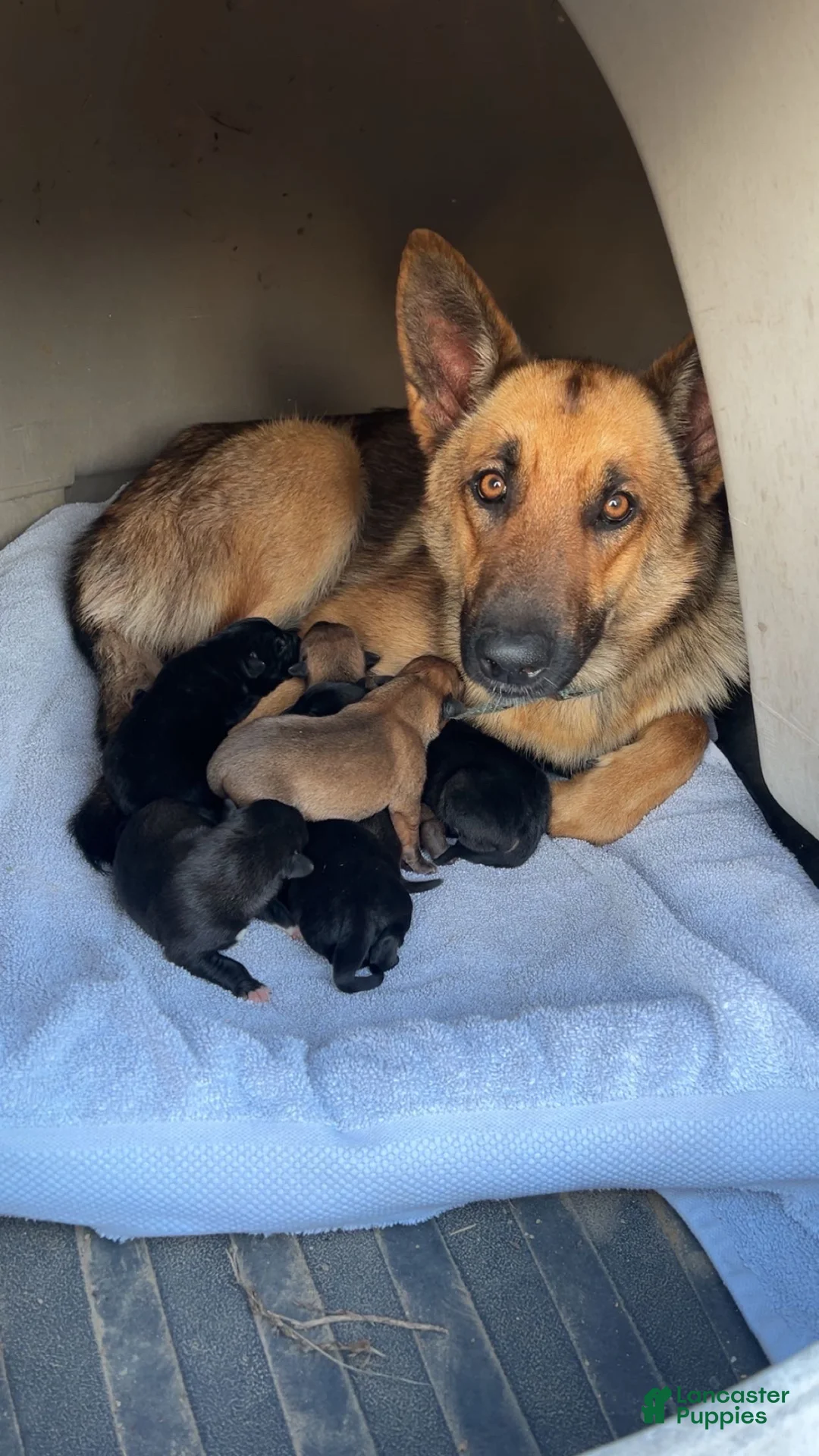 Mixed Breed dogs for sale: Mixed Breed Puppy 8 - Ad 2