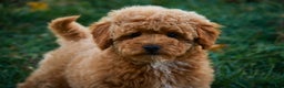 Shihpoo dogs for sale: Chase - Ad 5