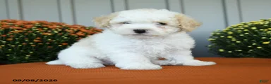Murphy
