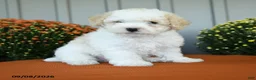 Miniature Poodle dogs for sale: Murphy - Ad 1